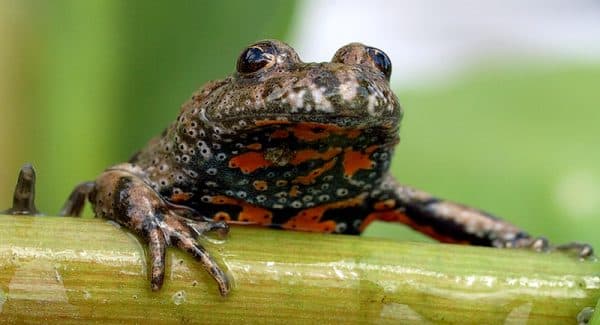 Краснобрюхая жерлянка фото