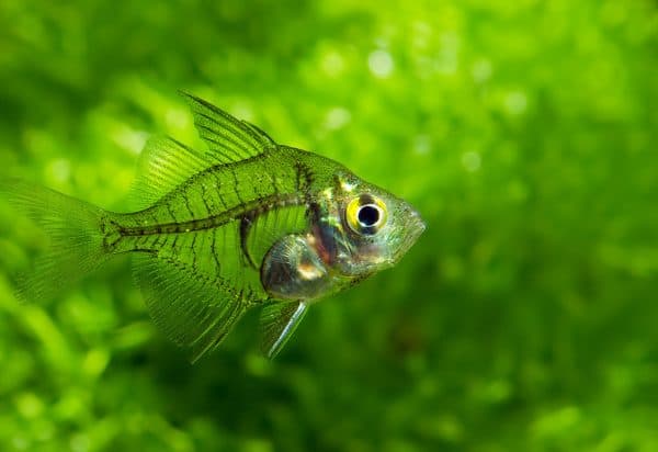 Индийский стеклянный окунь