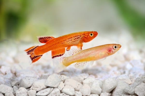 Киллифиш - необыкновенная рыбка в аквариуме