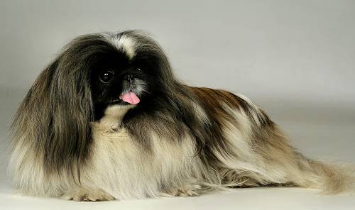 пекинес фото собаки