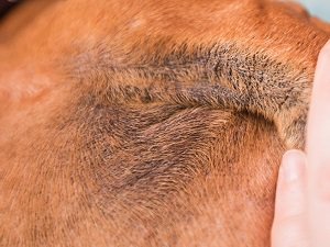 черный акантоз у собак фото