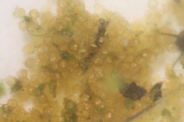 Киллифиш икринки