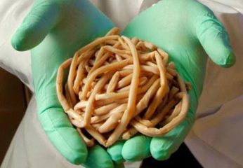 Аскариды, вызывающие аскаридоз