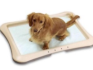 как приучить собаку к лотку