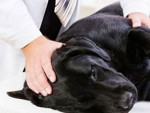 эпилепсия у собаки признаки