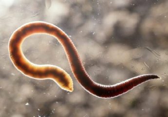 Какие бывают паразиты в организме человека?