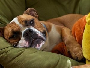 изоспороз у собак симптомы