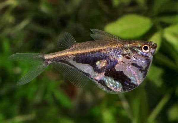 Карнегиелла мраморная читайте статью