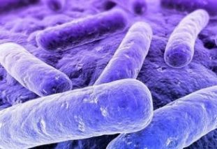 Механизм действия и опасность факультативных паразитов