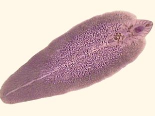 Фото: печеночный сосальщик