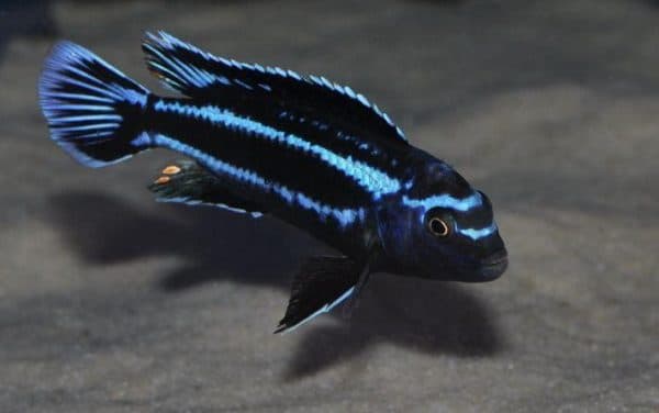 Меланохромис майнгано размножение