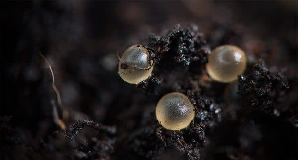 Киллифиш - однолетние рыбки