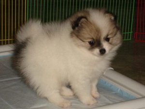 немецкий шпиц описание породы характер