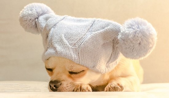 шапка для собаки спицами