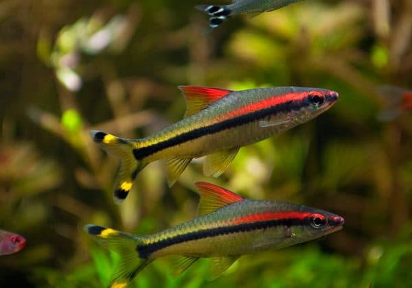 Барбус денисони кормление
