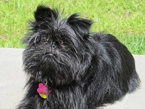 аффенпинчер порода собак фото