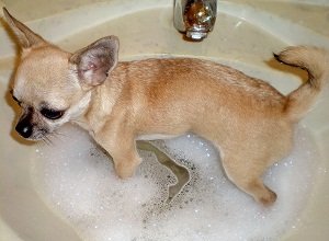 шампунь для собак