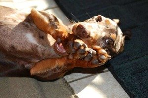 пищевая аллергия у собак симптомы