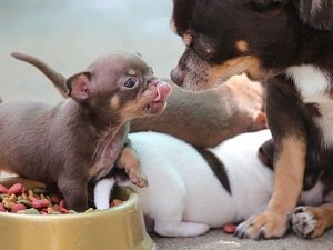 чем кормить щенка чихуахуа 2 месяца