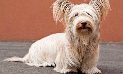 скай терьер