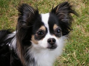 стрижка чихуахуа длинношерстного видео