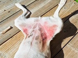 мокнущая экзема у собак лечение