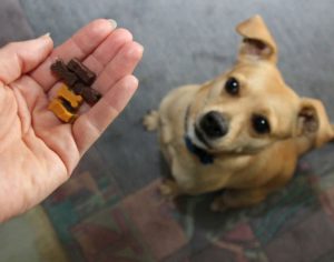 Возможные варианты имен для маленьких собак-девочек