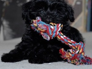 аффенпинчер питомники