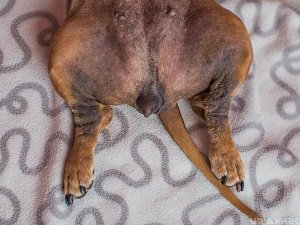 черный акантоз у собак симптомы