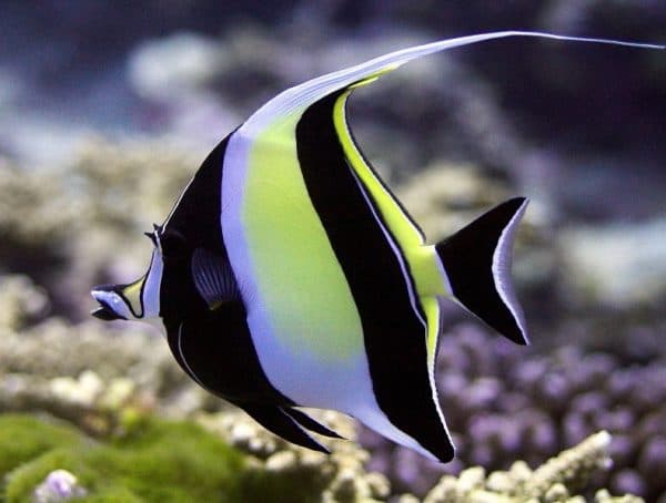 Мавританский идол (рогатый занкл)