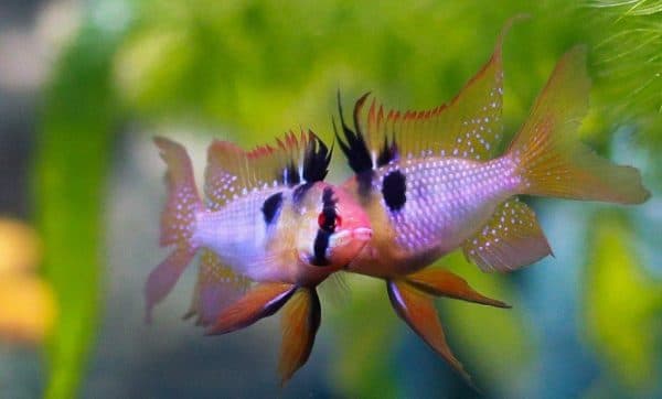 Апистограмма Рамирези рыбка