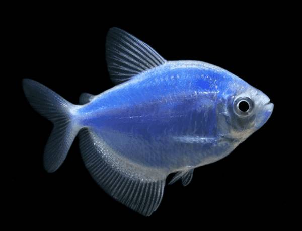 Тернеция синяя