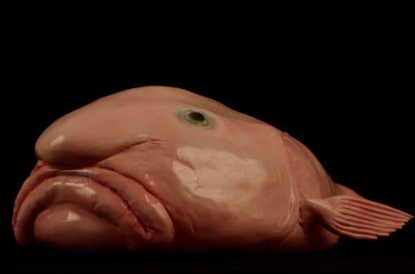 Рыба-капля фото