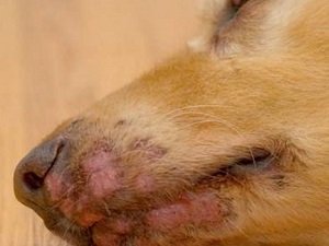 мокнущий лишай