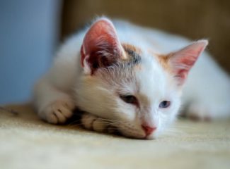 Как вылечить домашних кошек от глистов?