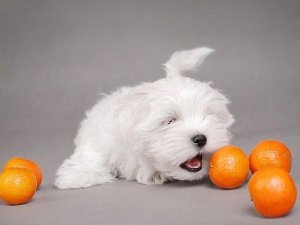 можно собаке мандарины