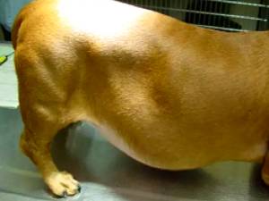 пиометра у собак симптомы