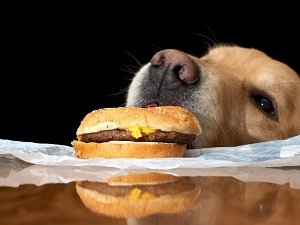 собака ворует еду что делать