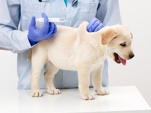 прививка от бешенства собаке