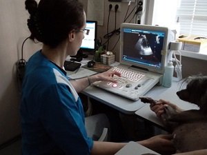 сердечная недостаточность у собак