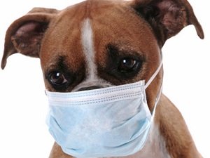 кашель у собаки причины