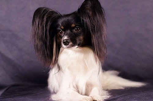 папильон фото