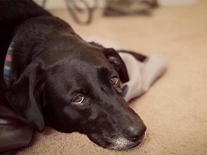 энтеропатия с потерей белка