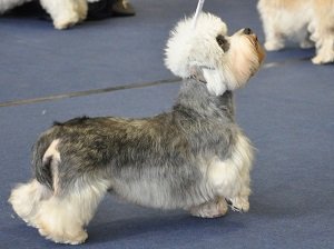 денди динмонт терьер характеристика