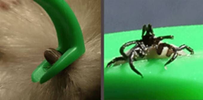 как легко вытащить клеща из собаки