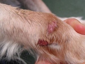 мокнущая экзема у собак