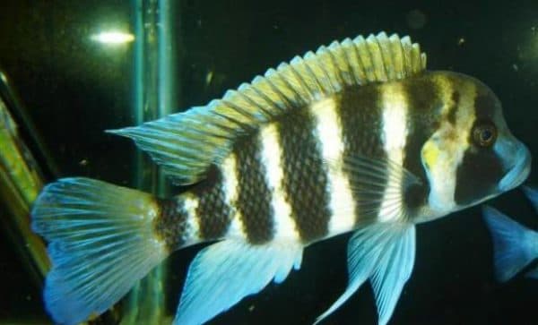 Фронтоза Kavalla