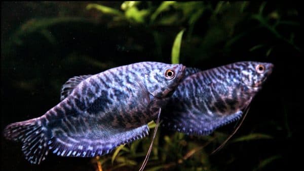 Мраморный гурами