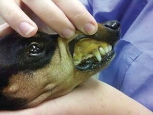 болезни печени у собак