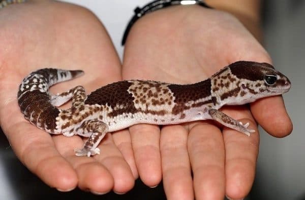 Что едят ящерицы в домашних условиях читайте статью